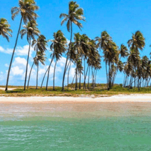 Praia paradisíaca que mostra um dos Melhores Destinos da Bahia com água verde cristalina, faixa de areia clara e coqueiros altos alinhados sob um céu azul com poucas nuvens.