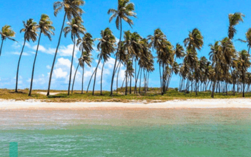 Praia paradisíaca que mostra um dos Melhores Destinos da Bahia com água verde cristalina, faixa de areia clara e coqueiros altos alinhados sob um céu azul com poucas nuvens.